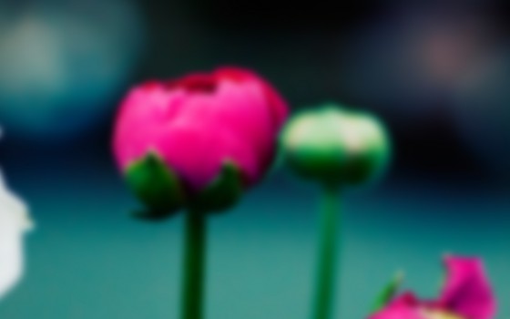 Pink flower and green buds