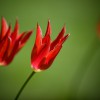 3 ruby red tulips