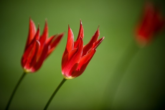 3 ruby red tulips