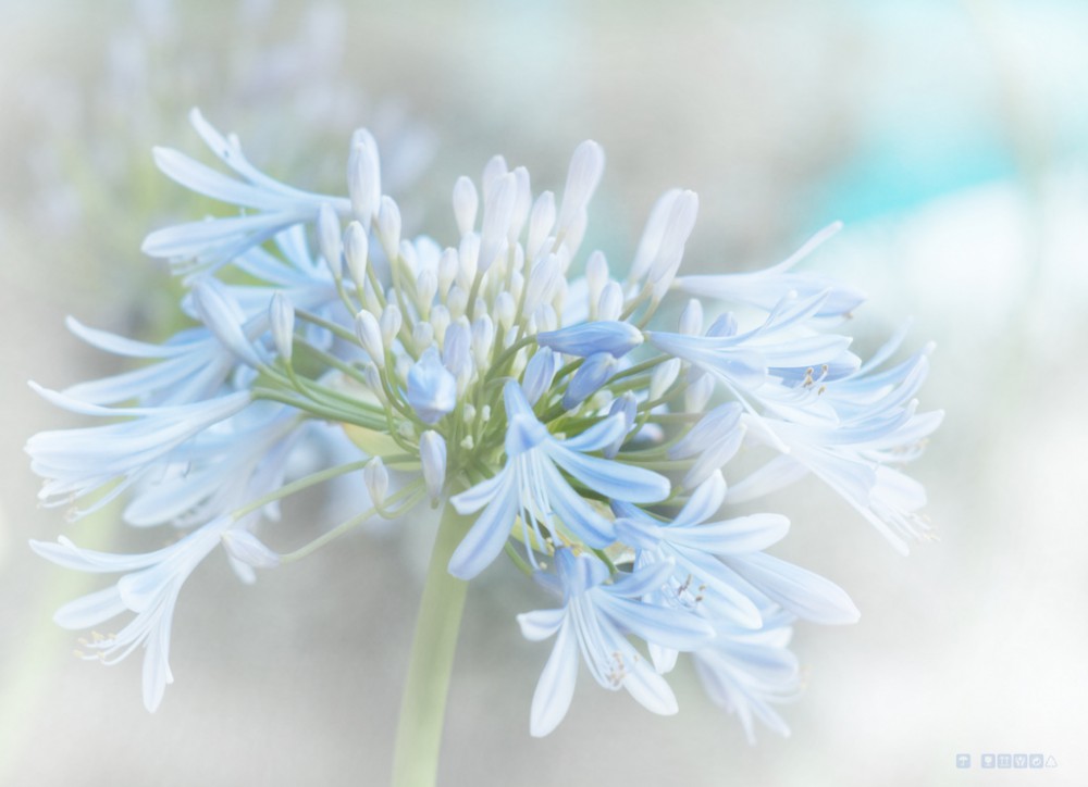 Soft icy blue buds