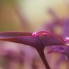 Magenta colored flower