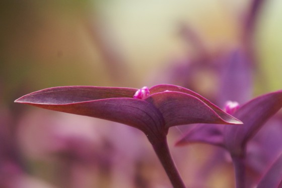 Magenta colored flower