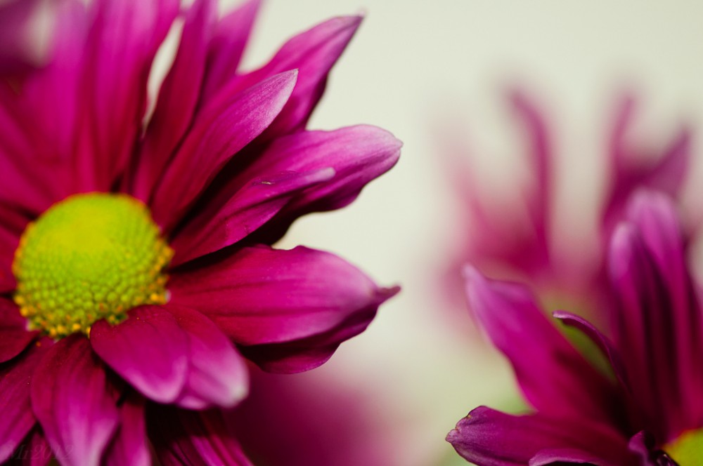 Magenta pink daisy