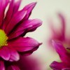 Magenta pink daisy