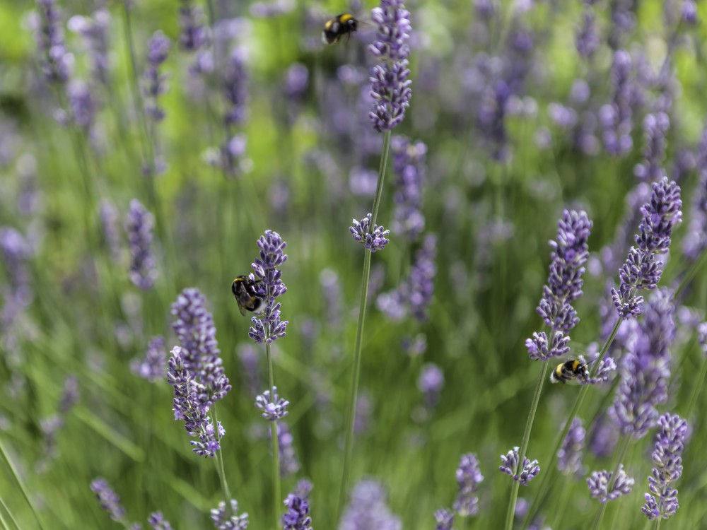 Field of lavender