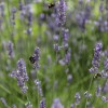 Field of lavender