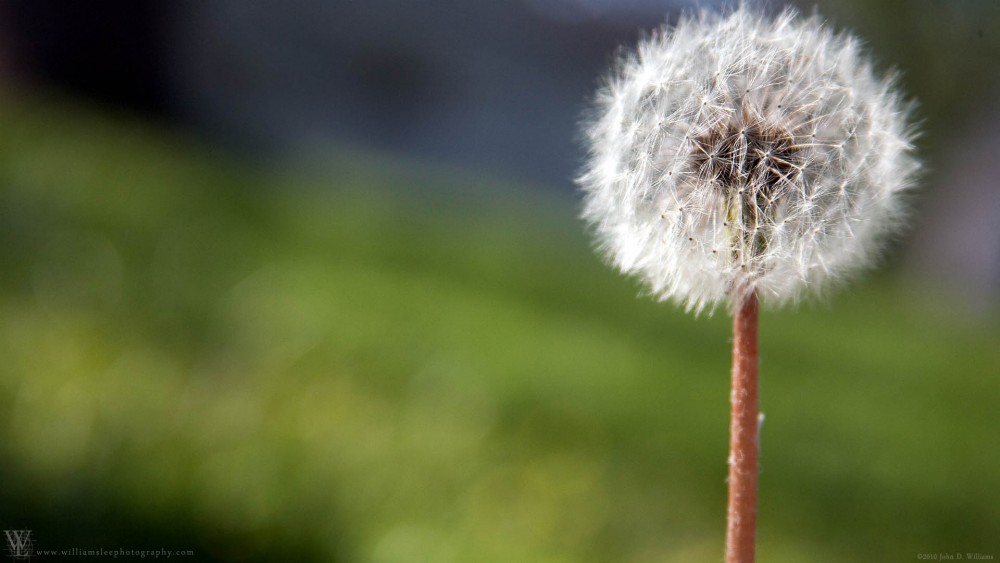 Dandelion seedling