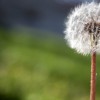 Dandelion seedling