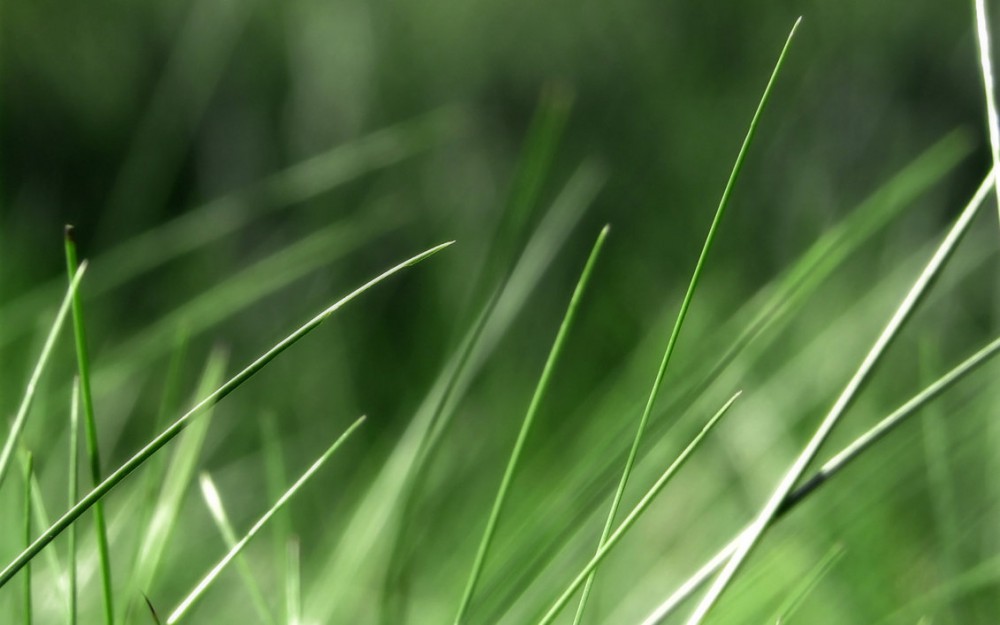 Blades of grass