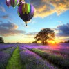 Hot Air Balloons