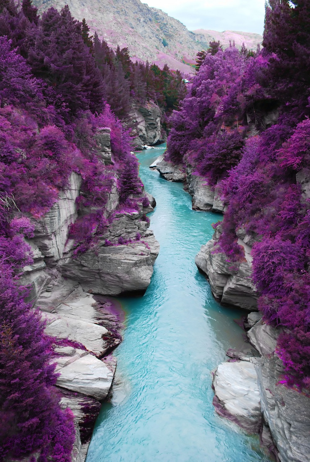 Jacaranda lined crystal blue lake