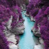 Jacaranda lined crystal blue lake